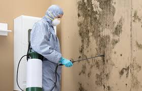 Best Basement Mold Removal  in Kalispell, MT